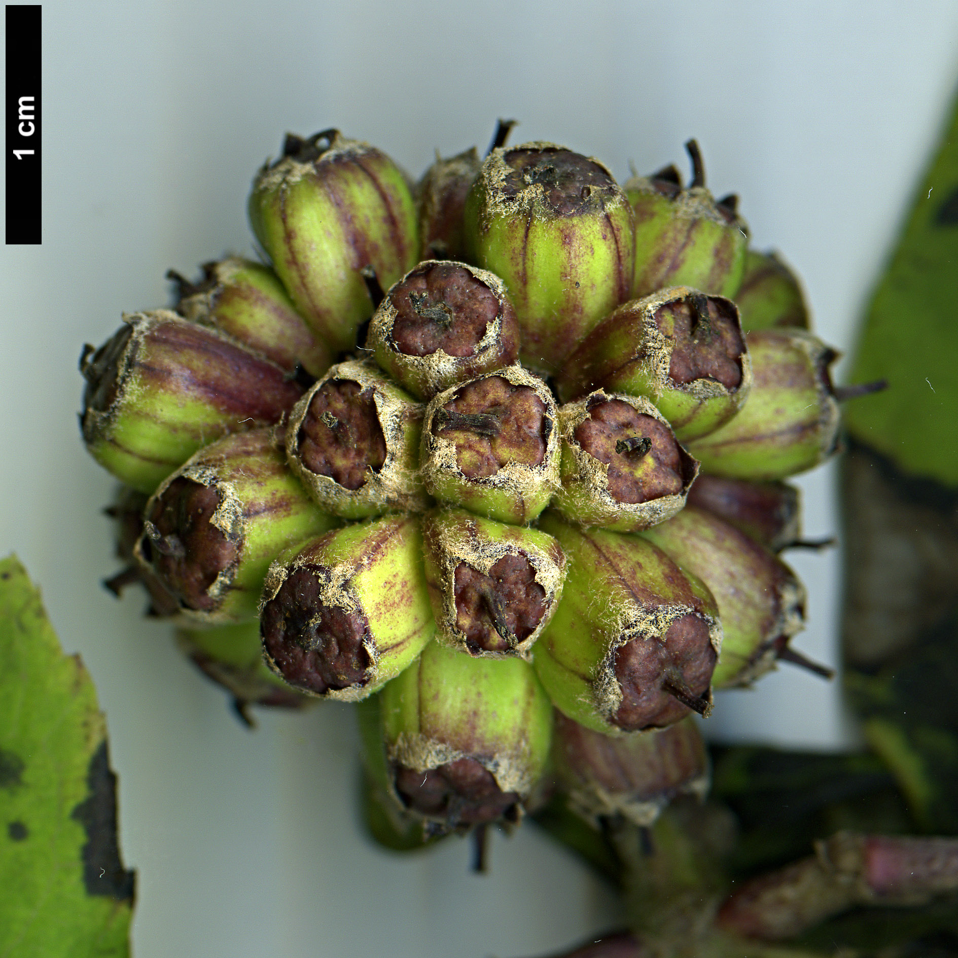 High resolution image: Family: Araliaceae - Genus: Eleutherococcus - Taxon: divaricatus - SpeciesSub: var. chiisanensis
